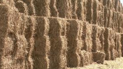 Lençóis Paulista inova com produção da matéria-prima para o papel a partir da palha de cana