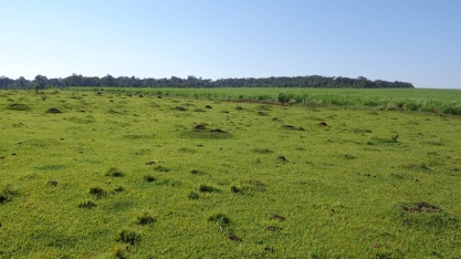 Esalq: A conversão para a cana e os reflexos no solo