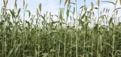 Plantio de soja em sucessão ao sorgo-sacarino exige atenção