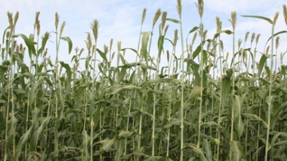 Plantio de soja em sucessão ao sorgo-sacarino exige atenção