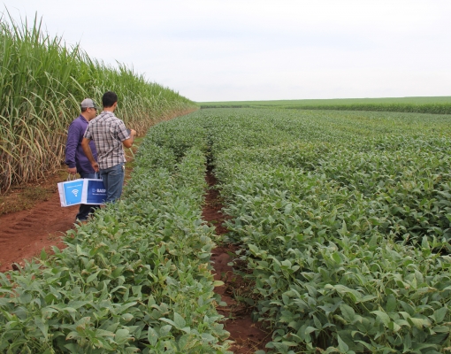 Produtores em área de meiosi cana e grãos