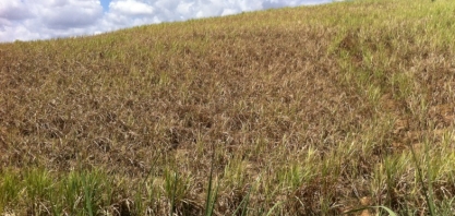 Produtividade em área de sequeiro em Alagoas cai para 30 toneladas de cana por hectare
