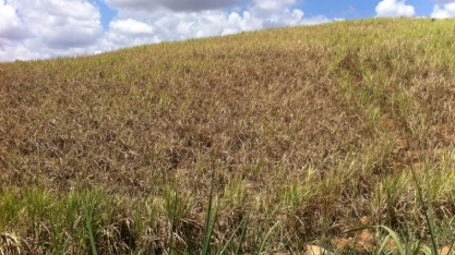 Produtividade em área de sequeiro em Alagoas cai para 30 toneladas de cana por hectare