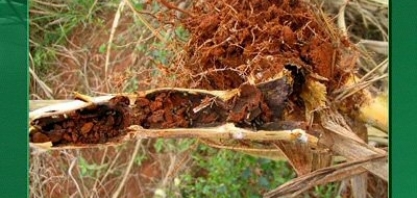 Migdolus fryanus pode comprometer totalmente a produtividade agrícola da sua lavoura