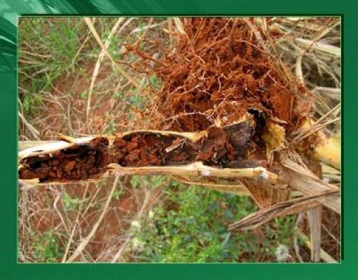 Legenda da foto: Cana atacada por Migdolus