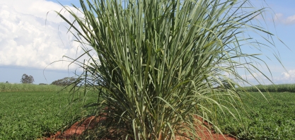 Acesso a agricultura de precisão e muda pré-brotada fazem sistema de Meiosi renascer nos canaviais