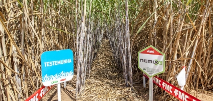 Dos 90 mil hectares da Agroterenas, 70% possui infestações de nematoides com níveis médios e altos