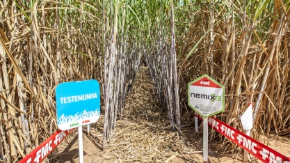Dos 90 mil hectares da Agroterenas, 70% possui infestações de nematoides com níveis médios e altos