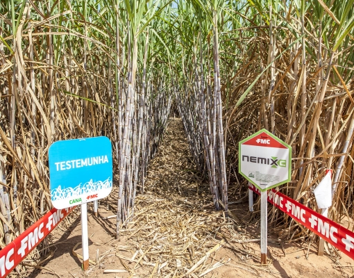 Os resultados na Agroterenas foram excelentes, nem mesmo foi preciso colher e pesar a cana para constatá-los. Divulgação FMC/Vitor Ramos