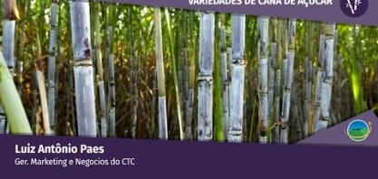 Renovação de canaviais requer variedades com produção acima de 100 ton/ha, ATR de 13 ton/ha e adaptada à mecanização