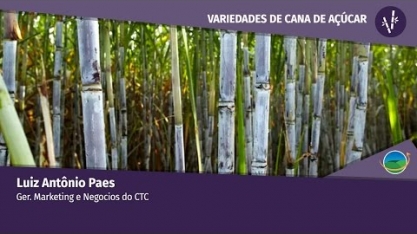 Renovação de canaviais requer variedades com produção acima de 100 ton/ha, ATR de 13 ton/ha e adaptada à mecanização