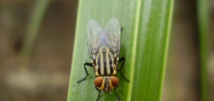 Programa de controle e prevenção da mosca-dos-estábulos é lançado pela Secretaria de Agricultura e Abastecimento