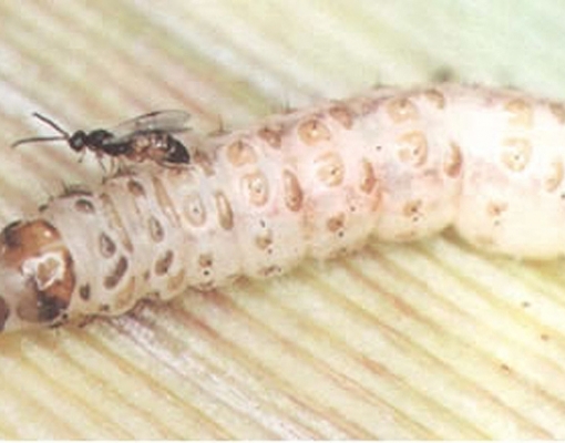 O módulo de broca é um dos mais utilizados na plataforma. Foto: Arquivo CanaOnline