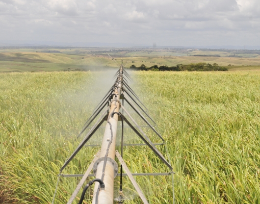 O maior custo da irrigação ocorre pela energia elétrica utilizada no bombeamento de água para o sistema