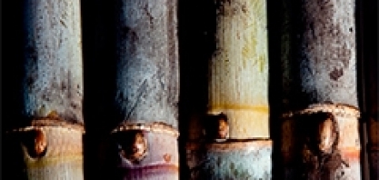 FAPESP anuncia nova chamada do Programa BIOEN