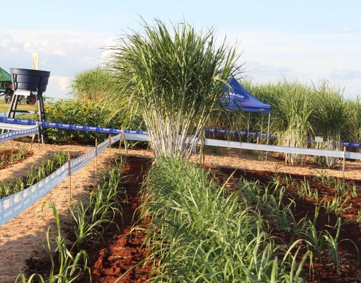 Uma área com dois hectares especialmente dedicado a MPB AgMusa™ na Agrishow