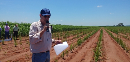 Setor volta a utilizar cana sem sanidade para formar canavial