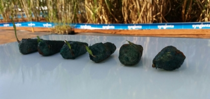 Produtores são os primeiros a conferirem a brotação da semente de cana Plene Emerald