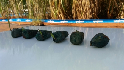 Produtores são os primeiros a conferirem a brotação da semente de cana Plene Emerald