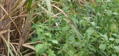 Onde atacar para reduzir os custos na área agrícola