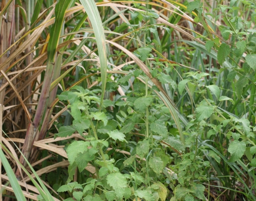 Reduzir tratos culturais estão entre as respostas equivocadas