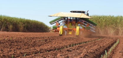 Confira a relação entre a época de plantio de uma muda pré-brotada AgMusa com o desenvolvimento da cana