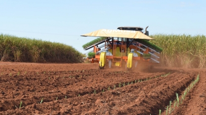 Confira a relação entre a época de plantio de uma muda pré-brotada AgMusa com o desenvolvimento da cana