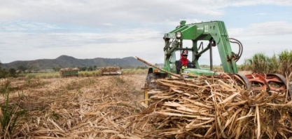 Kingsman reduz projeção de excedente de açúcar por etanol e Irma