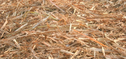 Projeto SUCRE avalia os impactos técnicos e econômicos do recolhimento de palha por fardos