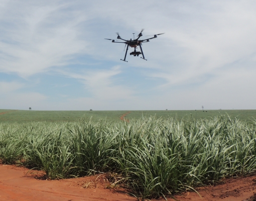 Drones sobrevoam os canaviais identificando ataques de pragas, ausência de biomassa, falhas no plantio