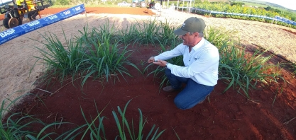 Atenção para o espaçamento da falha no canavial quando for replantar com MPB