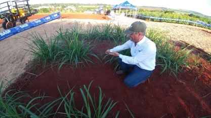 Atenção para o espaçamento da falha no canavial quando for replantar com MPB