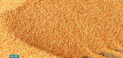 Dados mostram potencial para produção de etanol a partir de milho em MT