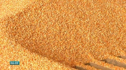 Dados mostram potencial para produção de etanol a partir de milho em MT