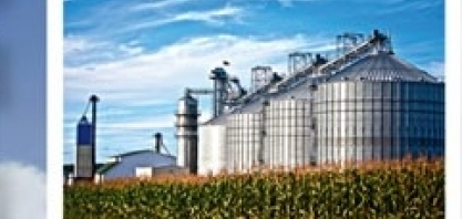 Milho ou cana-de-açúcar?