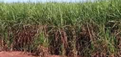 Treinamento é feito em Uberaba sobre defensivos agrícolas em lavouras de cana-de-açucar