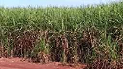 Treinamento é feito em Uberaba sobre defensivos agrícolas em lavouras de cana-de-açucar