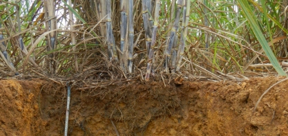 Compactação do solo em canaviais é tema de estudo