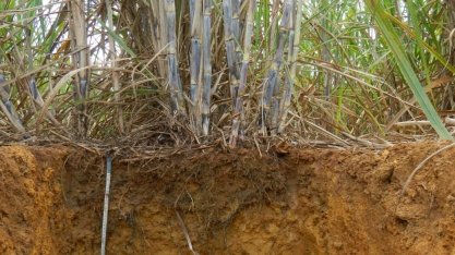 Compactação do solo em canaviais é tema de estudo