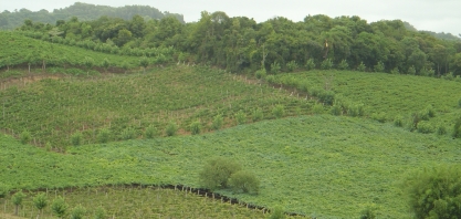 Vocação brasileira para a produção de vinhos espumantes