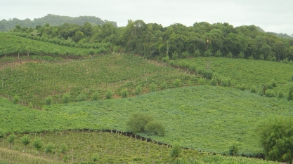 Vocação brasileira para a produção de vinhos espumantes