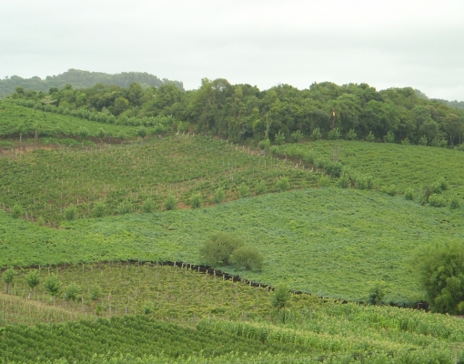 Serra Gaúcha, uma das regiões com as melhores condições no mundo de solo e clima para a produção de vinhos espumantes