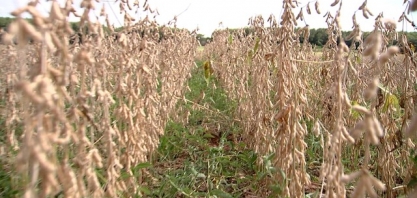Soja é opção para recuperar solo de canavial no Noroeste de São Paulo