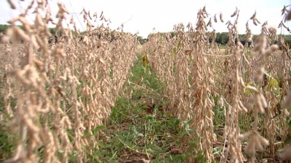 Soja é opção para recuperar solo de canavial no Noroeste de São Paulo