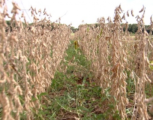 No cultivo direto da soja, é possível diminuir o tempo de espera até o novo plantio da cana (Foto: Reprodução/TVTEM)