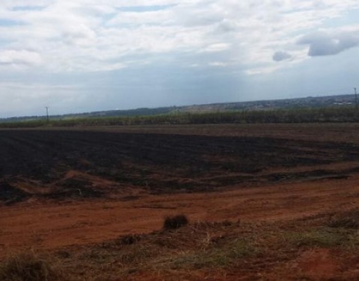 rea onde ocorrêu incêndio em plantação de cana de açúcar (Foto: PMA/Divulgação)