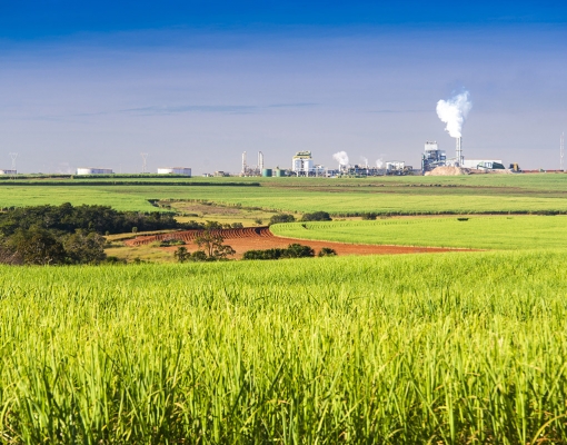 Um dos destaque da safra foi a melhora significativa na qualidade da matéria-prima, com a cana com maior concentração de açúcar