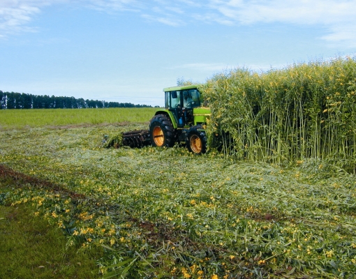 A adubação verde em áreas de renovação de plantio de cana é uma das práticas do Grupo Balbo