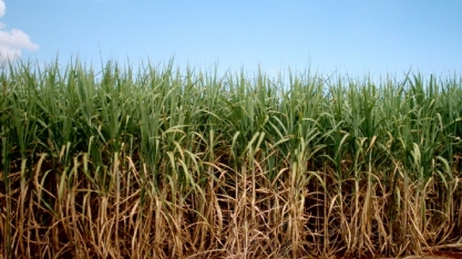 Polícia de Mato Grosso investiga desvio de R$ 23 milhões de Cooperativa