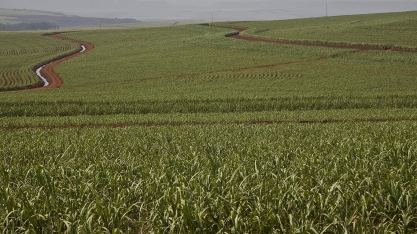 Uso da capacidade instalada das usinas da Biosev atinge recorde de 86,6%